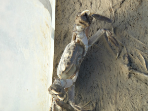 秋天稻田養(yǎng)蟹主動(dòng)上岸，手撿即可捉盡