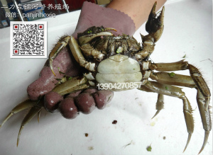 半斤重盤錦母河蟹