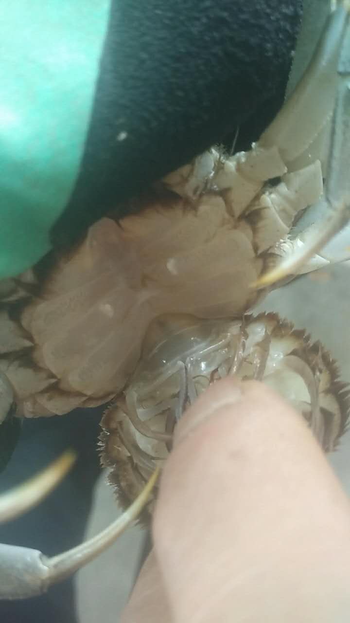 盤錦河蟹二力有機(jī)蟹預(yù)計(jì)8月20批量上市。