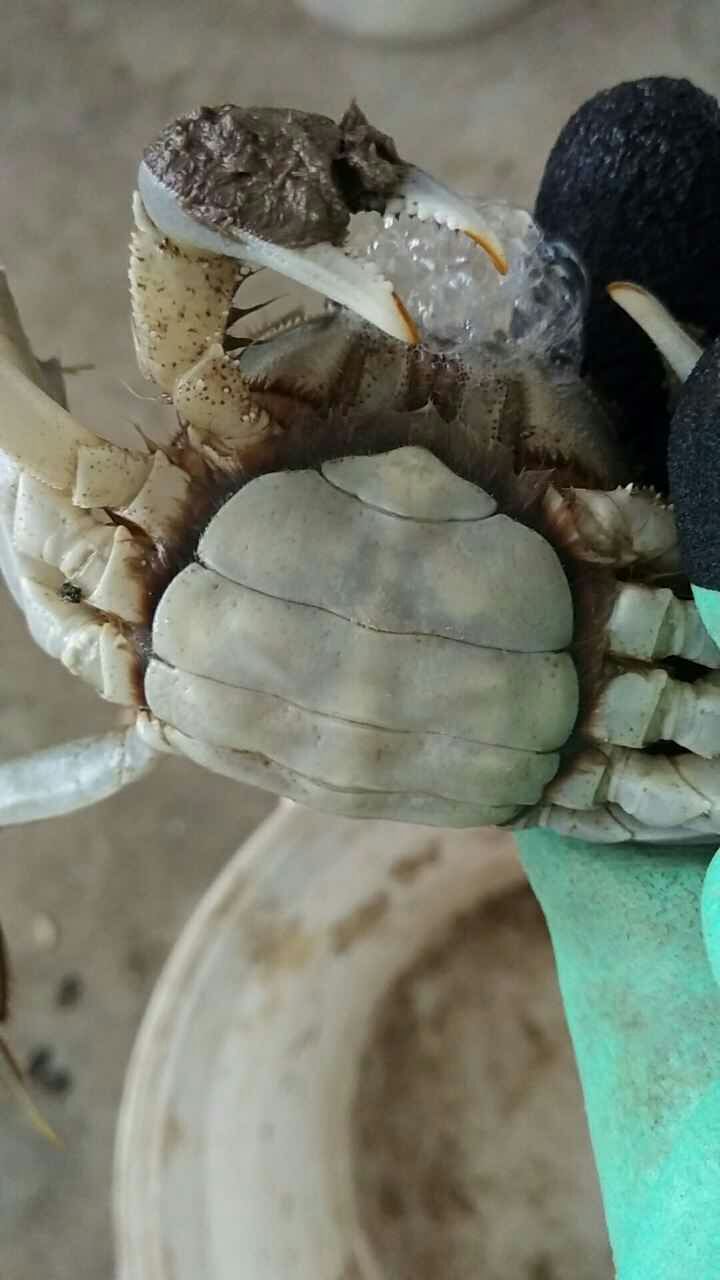 2017年7月24日盤錦二力有機(jī)蟹生長情況