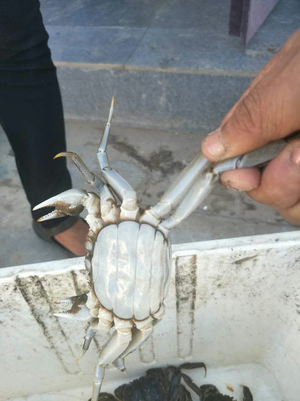 2017年盤錦河蟹禮盒價(jià)格