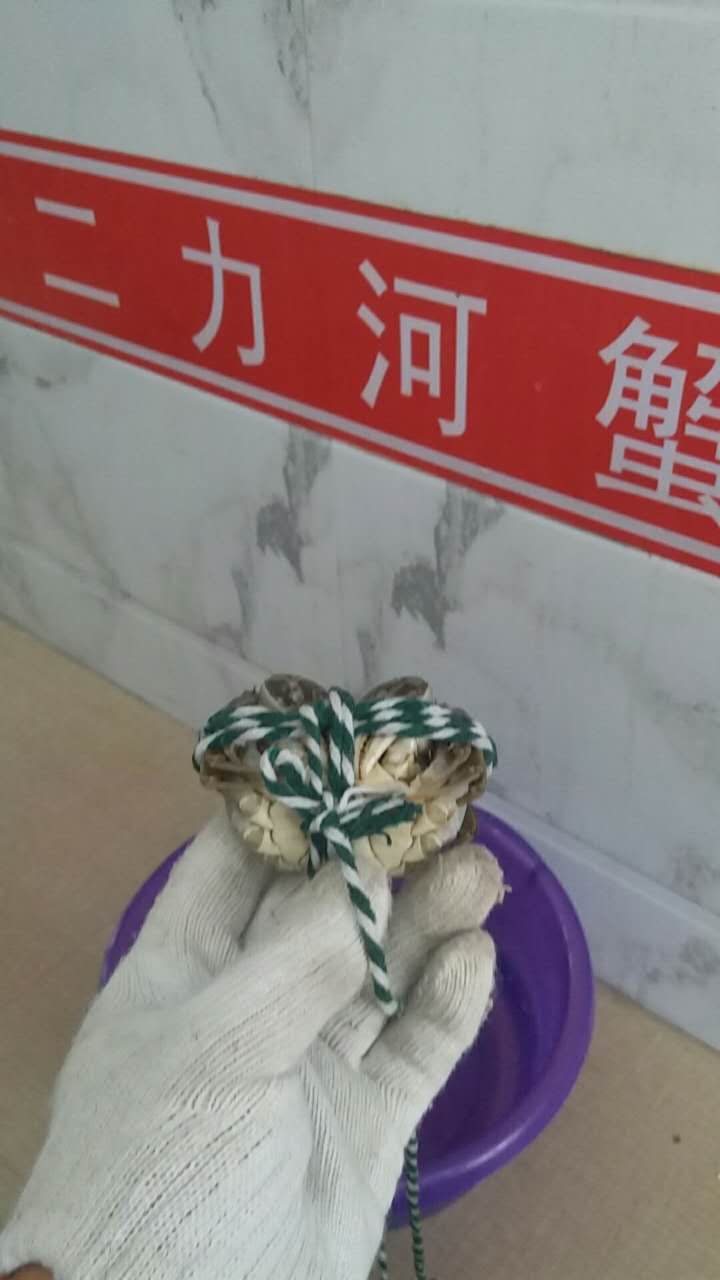 二力教您如何捆綁螃蟹