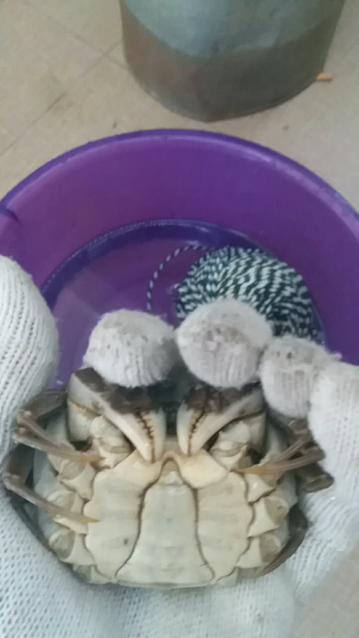 快速捆綁螃蟹方法，最快時間11秒一個。