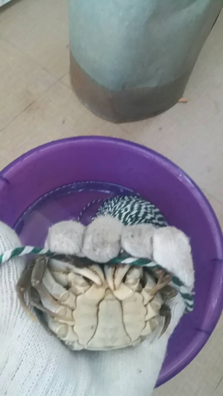 快速捆綁盤錦河蟹方法