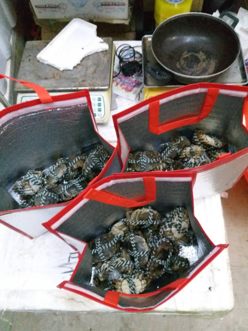 捆綁好的盤錦河蟹