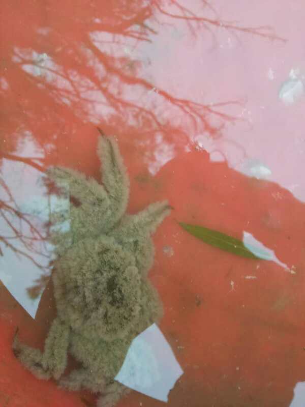 品質(zhì)差的盤錦河蟹-渾身都是纖毛蟲，整只螃蟹如蜘蛛，說明河蟹養(yǎng)殖環(huán)境不好