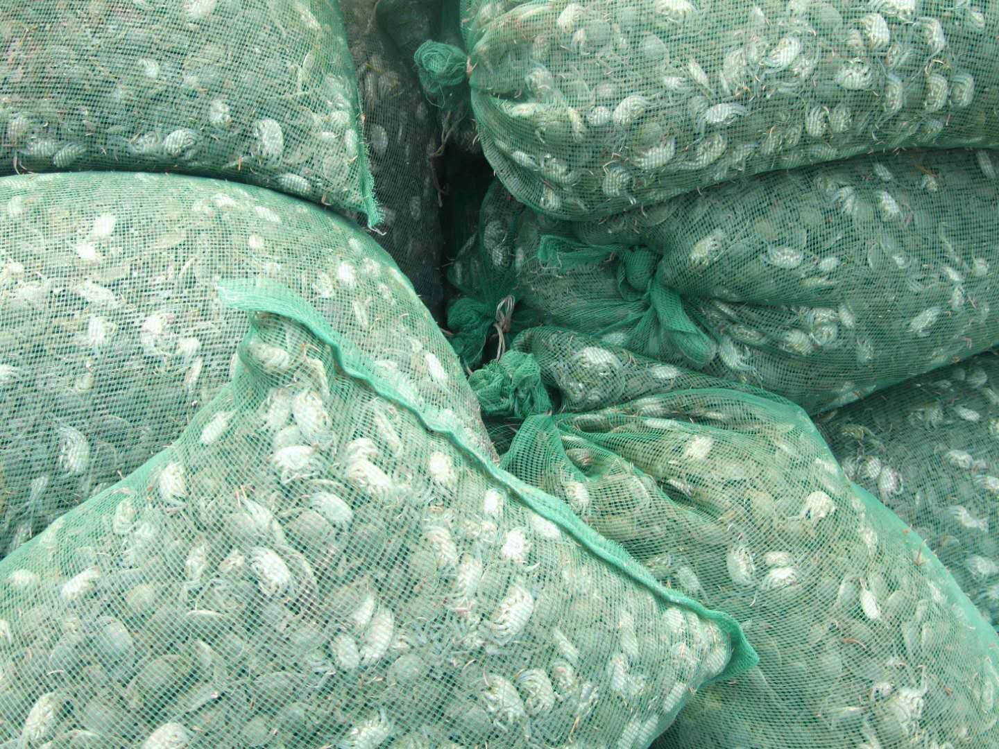 蟹苗發(fā)貨中