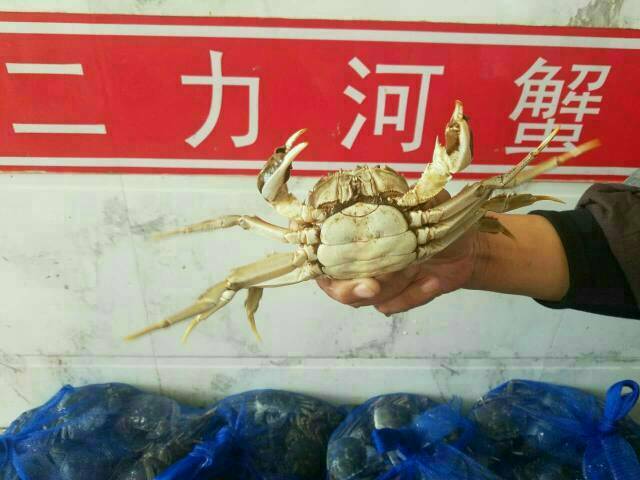 三兩母蟹