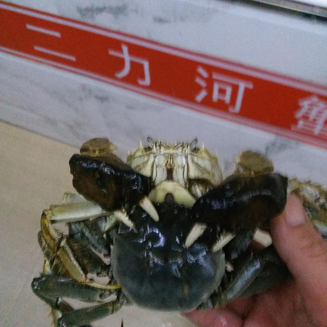 交配中的大規(guī)格父母本中華絨螯蟹