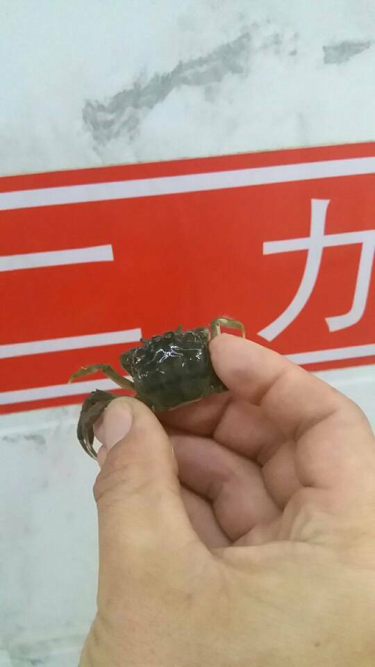 2018年蟹苗價(jià)格表