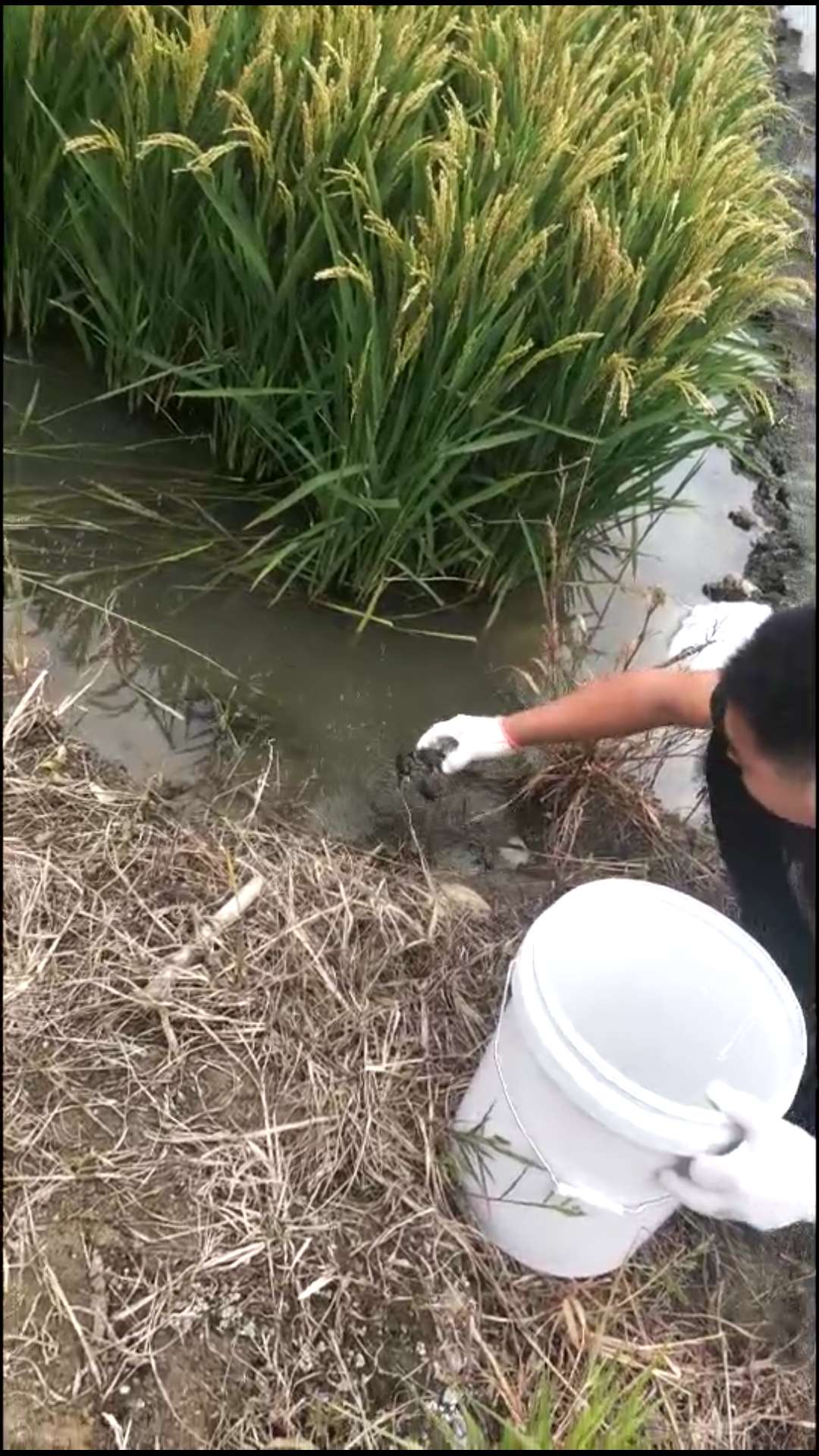 盤錦河蟹垂釣園 盤錦釣螃蟹