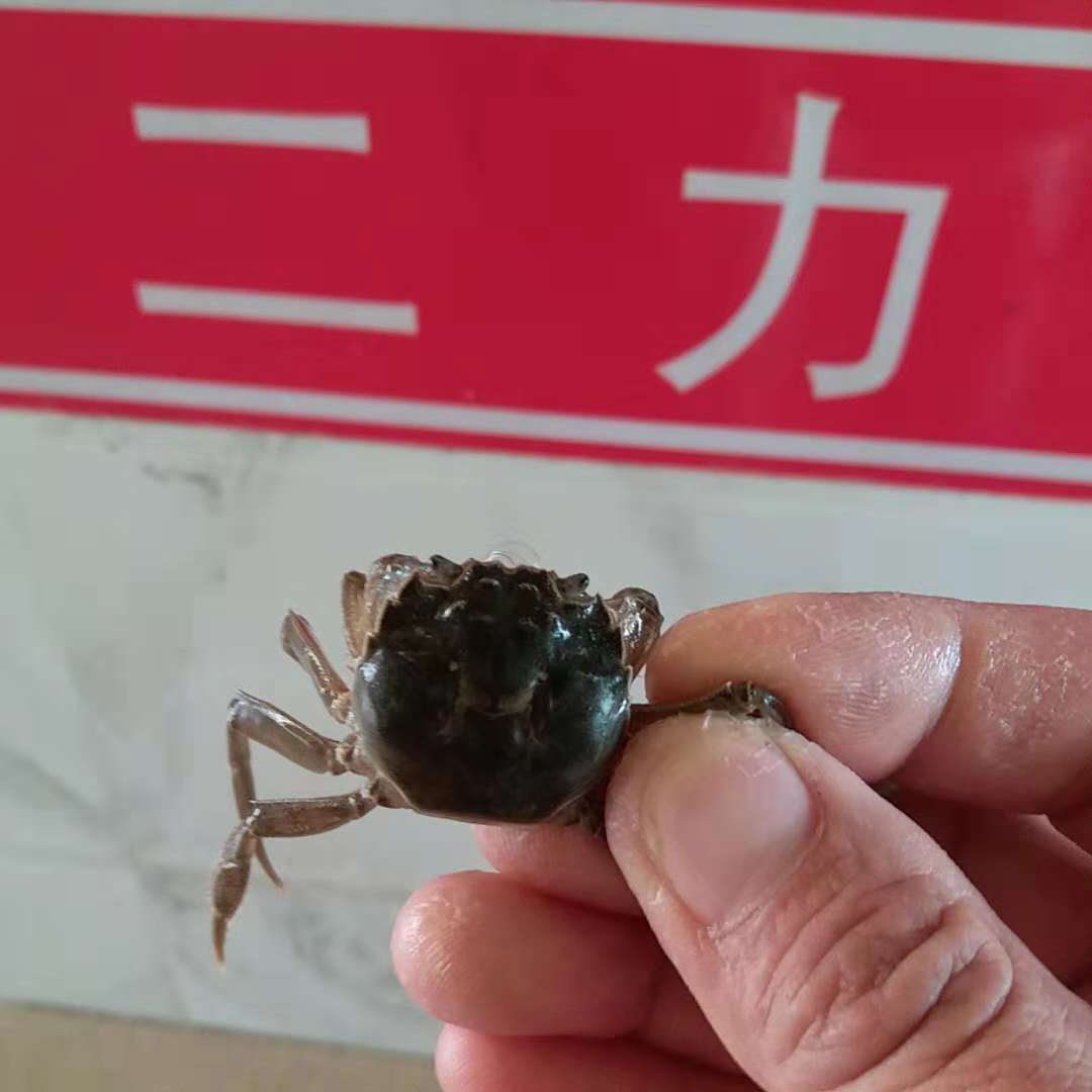 2019年盤錦扣蟹苗價(jià)格表