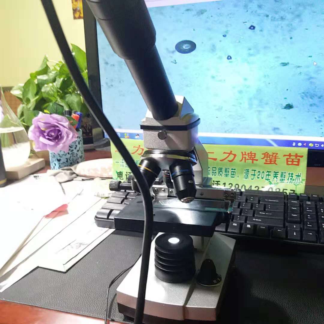 選二力蟹苗，贈(zèng)送養(yǎng)蟹專用顯微鏡