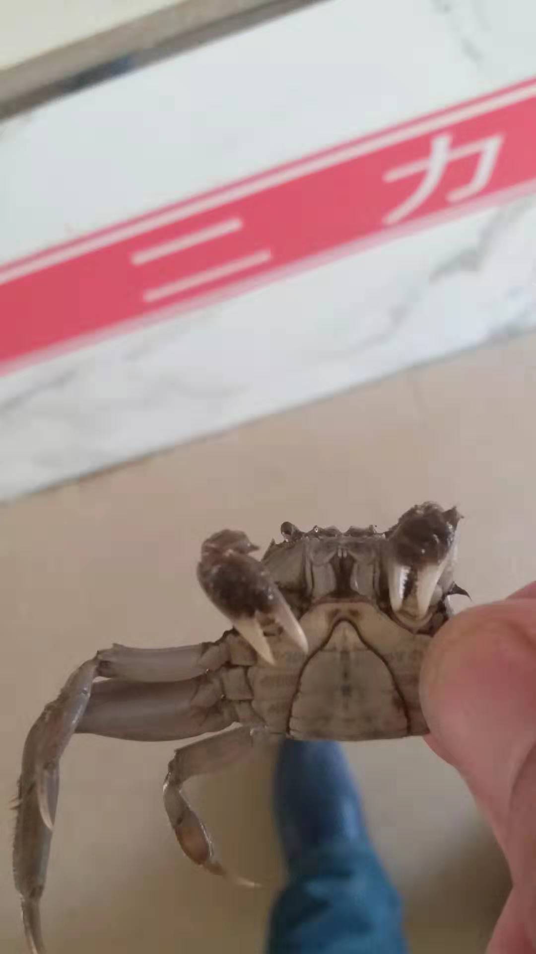 蟹苗多少錢一斤