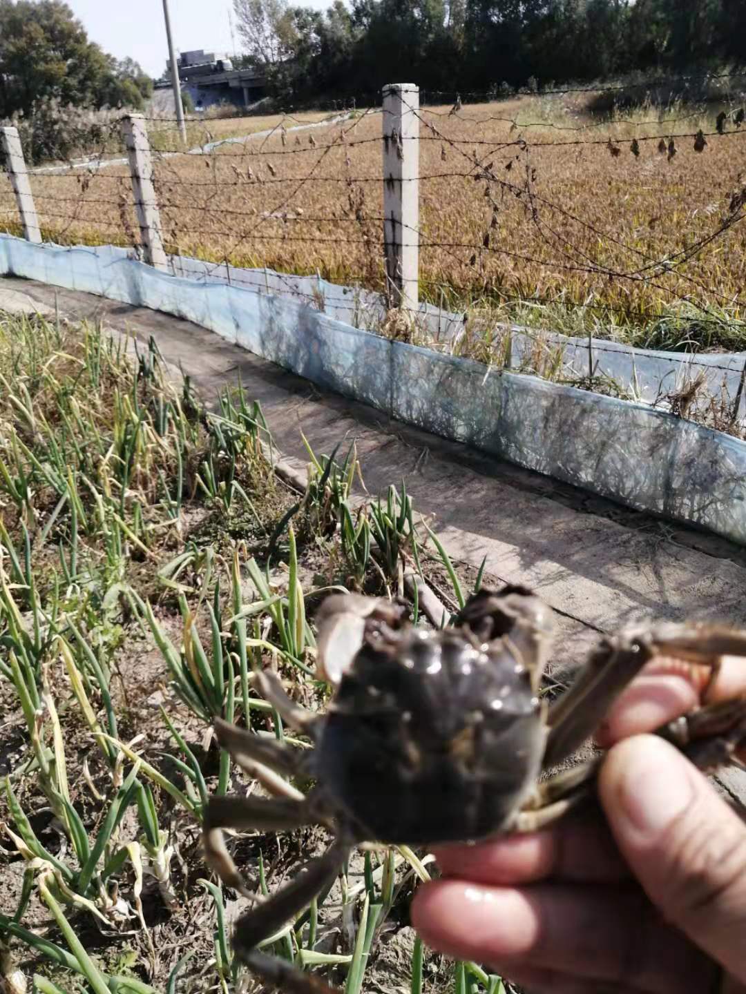 八月節(jié)前稻田地收盤錦河蟹了