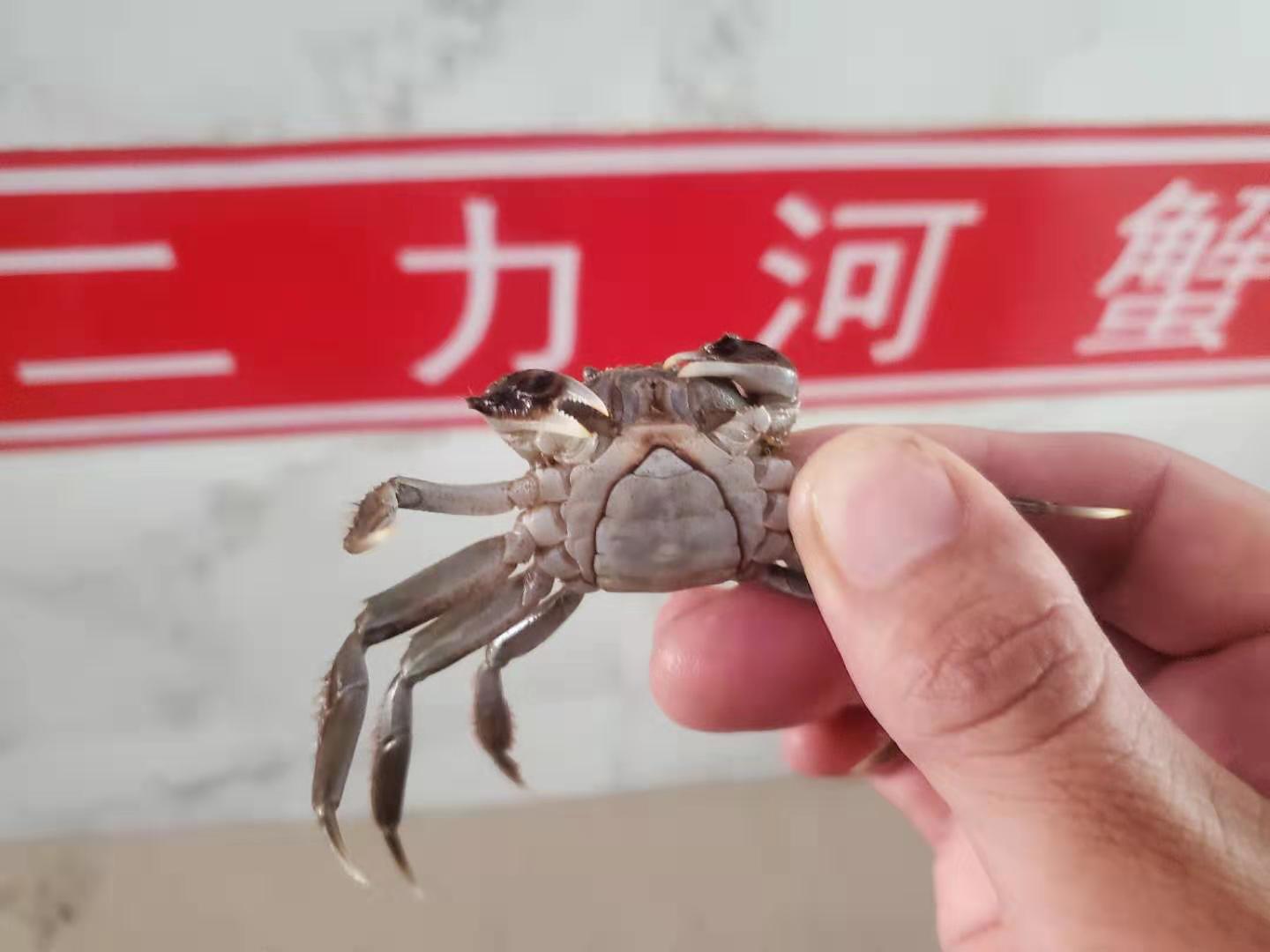 全母蟹苗