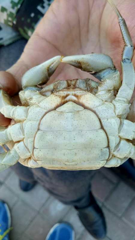 稻田養(yǎng)蟹優(yōu)質(zhì)蟹苗