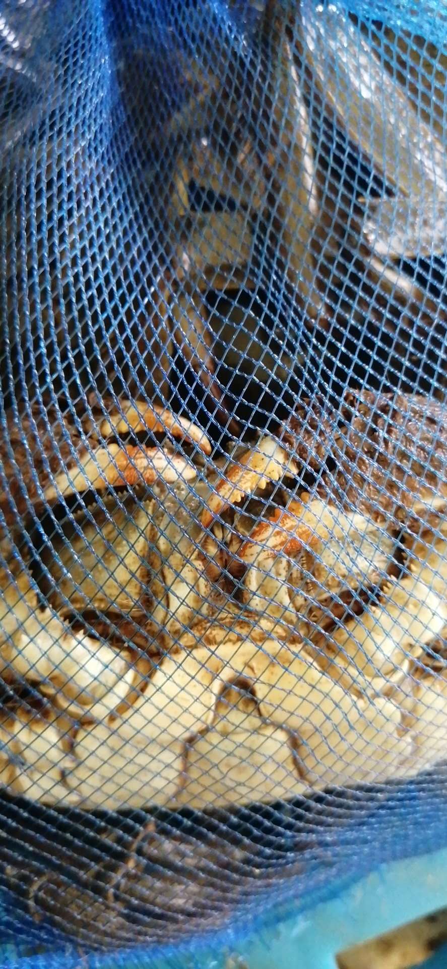 蟹鉗有鐵銹樣附著物，是優(yōu)質(zhì)六月黃主要特征之一