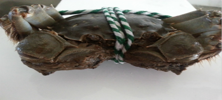 半斤重盤錦河蟹公蟹