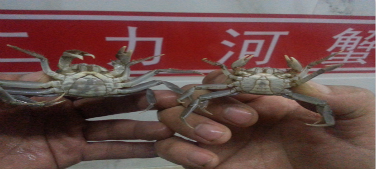 60頭母蟹苗與百頭公蟹苗