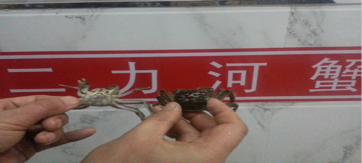二力河蟹苗養(yǎng)殖基地定向培育生態(tài)70頭/斤扣蟹苗