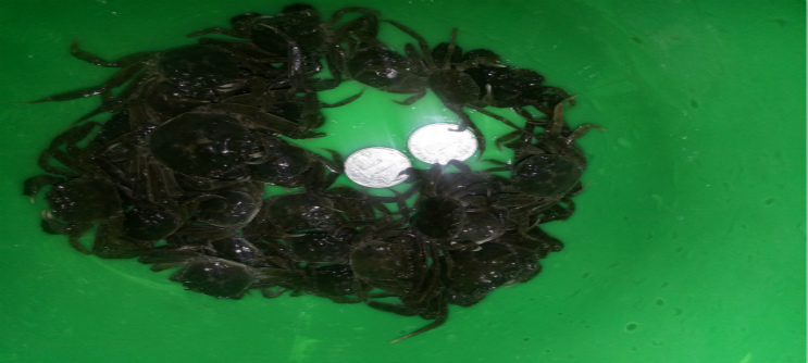 70頭蟹苗群體圖