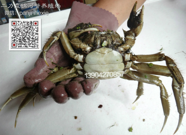 2015年螃蟹價格走勢分析與預測