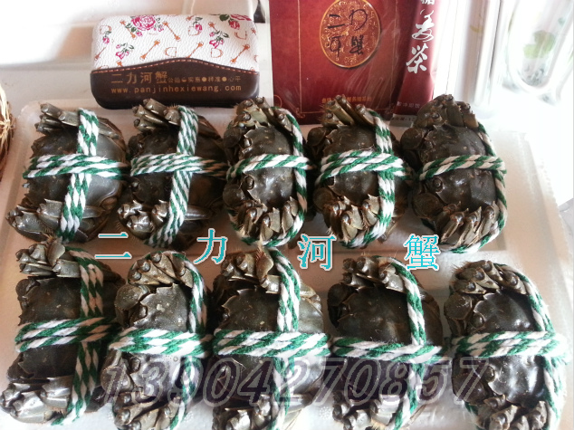 捆綁好的盤錦河蟹，附贈(zèng)品：吃蟹必備驅(qū)寒姜茶、紫蘇葉，蟹三件等-二力河蟹