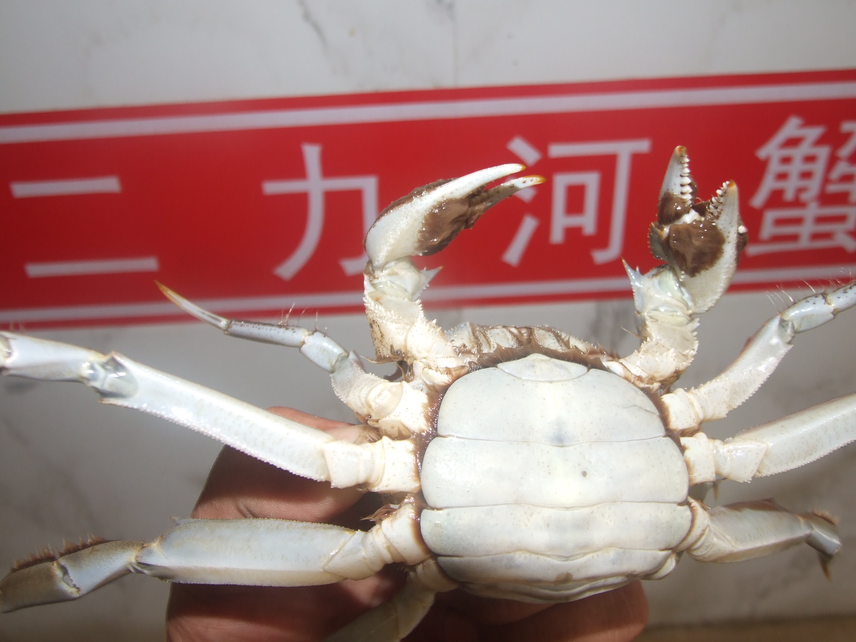 2015年盤(pán)錦河蟹二力養(yǎng)殖基地四兩野生母蟹