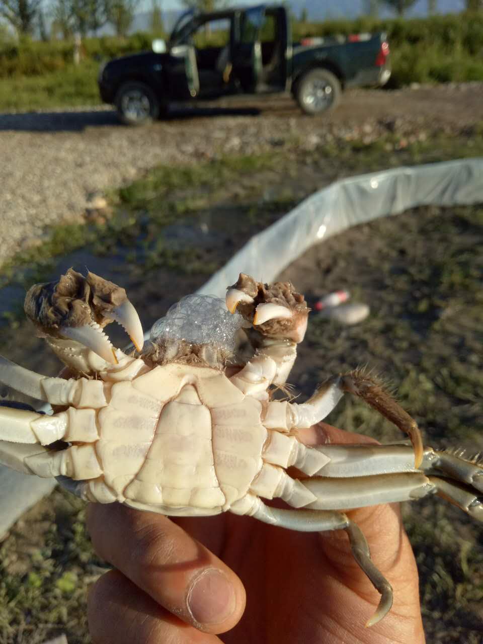 二力河蟹養(yǎng)殖基地吉林月亮泡分場&mdash;&mdash;8月初的2兩半公蟹