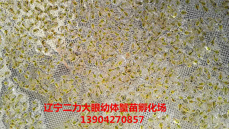 400目篩網(wǎng)下的大眼幼體