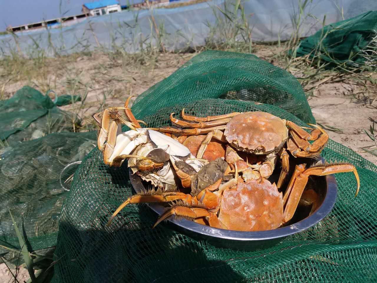 養(yǎng)蟹基地實景圖片