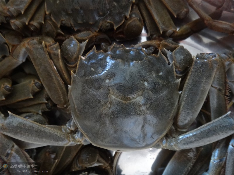 盤錦稻田河蟹批發(fā)價格：一兩母蟹16元一斤