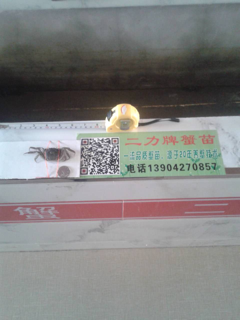 二力牌盤錦蟹苗