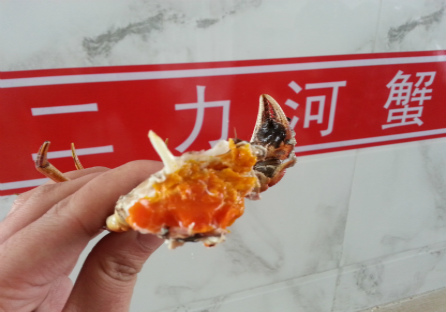 盤錦紅海灘，盤錦大螃蟹