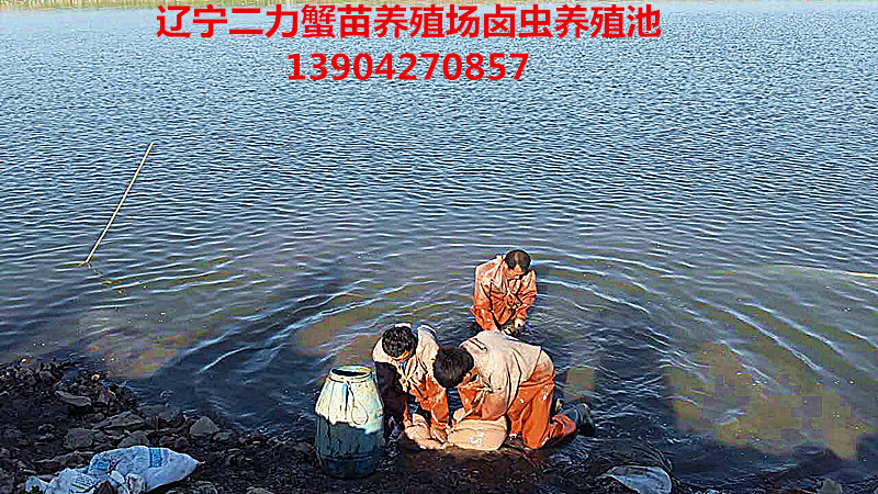 蟹苗餌料鹵蟲的養(yǎng)殖池