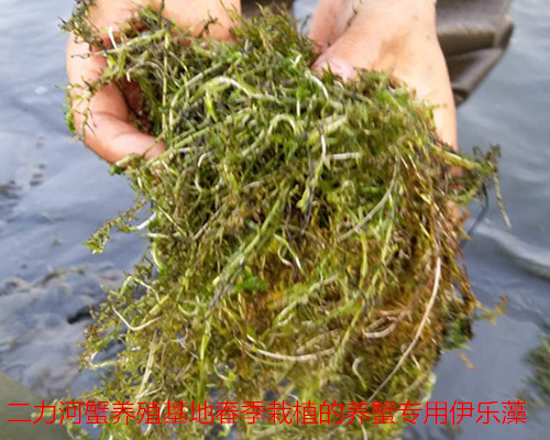 有機(jī)蟹養(yǎng)殖的專用水草伊樂藻、金魚藻、菹草