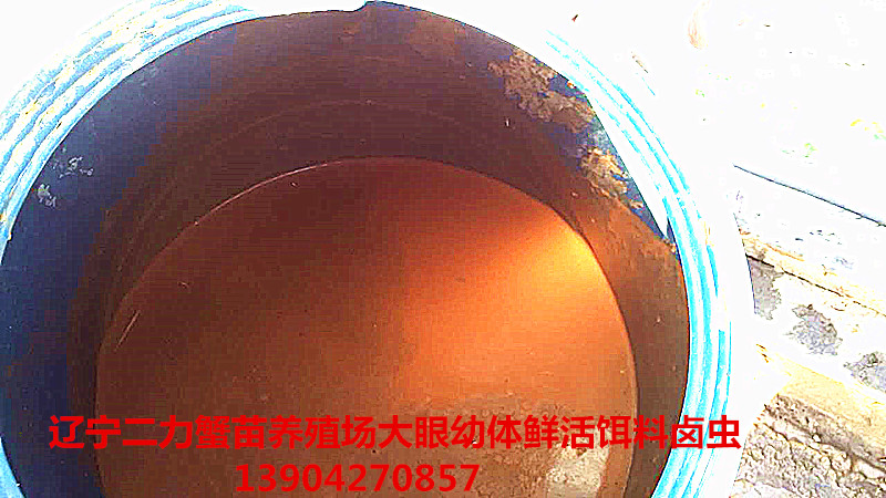 蟹苗大眼幼體階段鮮活的餌料-鹵蟲