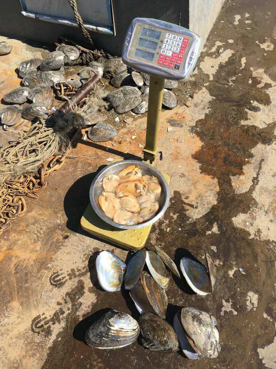 二力河蟹養(yǎng)殖基地有機蟹的最佳餌料田螺與河蚌圖片