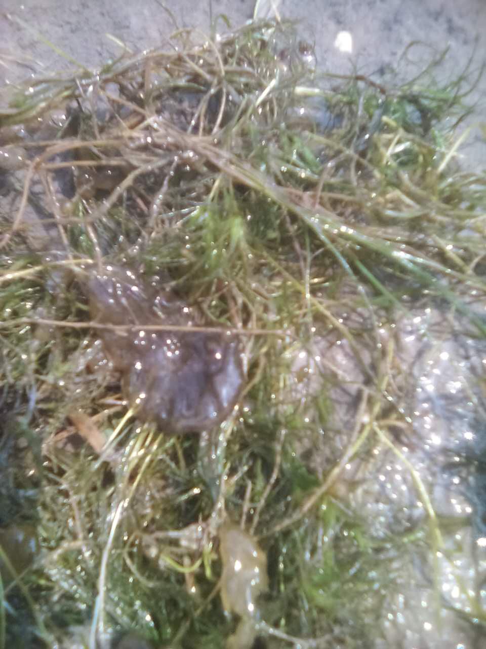 二力河蟹養(yǎng)殖基地月亮泡分場-河蟹生長的最主要餌料菹草