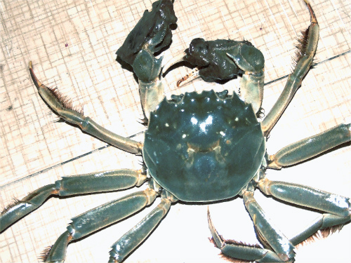 2016年一月盤錦河蟹-二力河蟹圖片