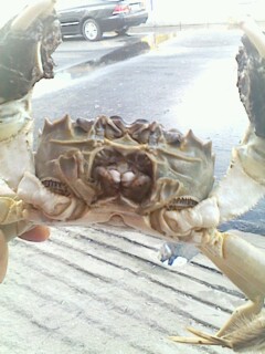 盤錦河蟹口與兩顆乳白色外齒