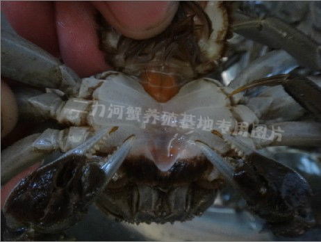 挑選滿黃盤(pán)錦河蟹方法