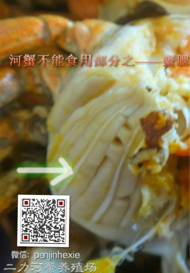 具有呼吸功能與攝食消化功能的盤錦河蟹鰓絲