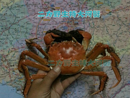 盤錦紅海灘河蟹里優(yōu)質(zhì)淡水蟹。