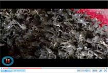 二力蟹苗養(yǎng)殖示范基地嚴格挑選河蟹苗