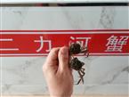 盤錦扣蟹苗越冬暫養(yǎng)必備工作