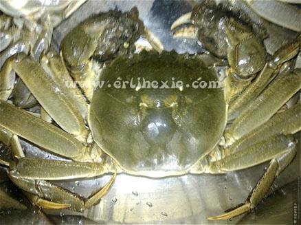8兩重特大盤錦河蟹