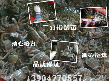 優(yōu)質(zhì)蟹苗產(chǎn)自純生態(tài)水域