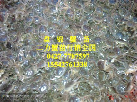 二力蟹苗養(yǎng)殖示范基地嚴(yán)格挑選河蟹苗